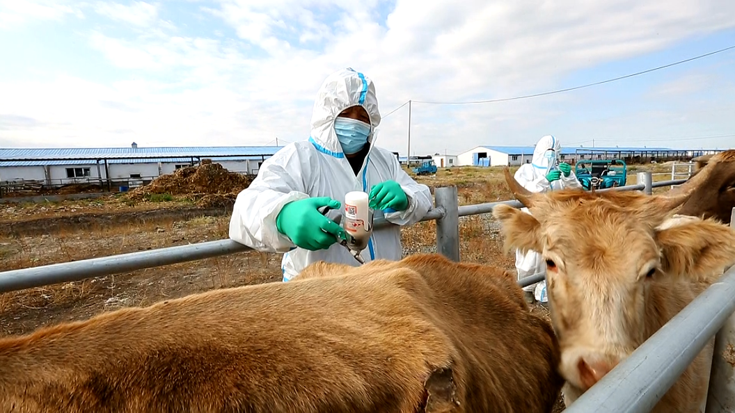 乡村振兴丨打好秋季动物防疫预防针筑牢畜牧防疫防护网